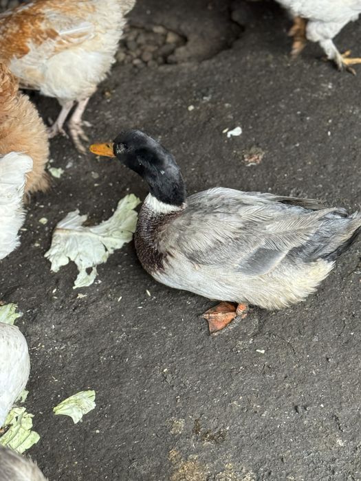 Продам утку фаворит