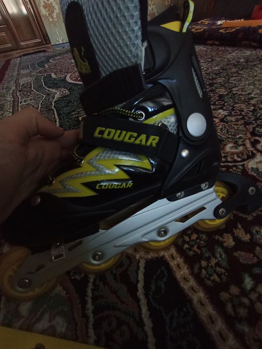 Coguar roliklar yangi 7-8 marta kiyingan