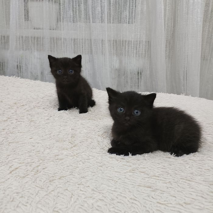Отдам котят в хорошие руки