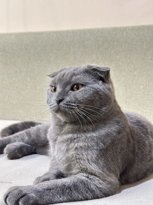 Вязка ,шотландская вислоухая кошка (Scottish Fold)