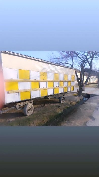 Асал ари павилони