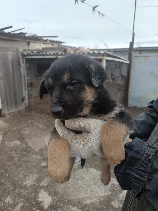 Продам щенков 2 месяца.