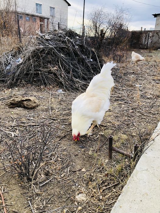 Ақ қораз сатылады