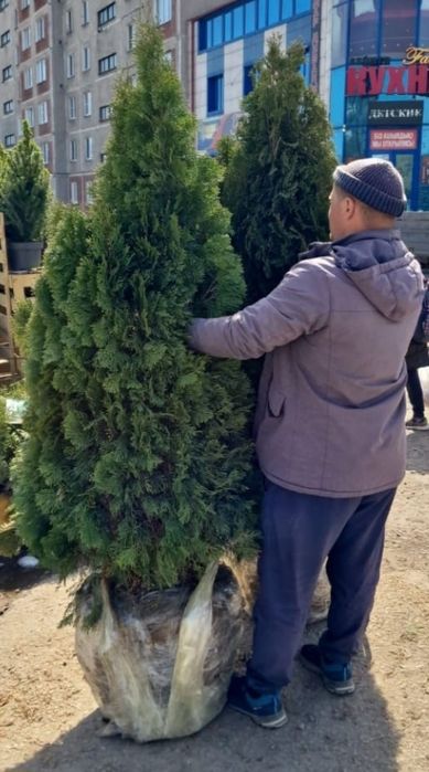 Ель газон рулонный посевной