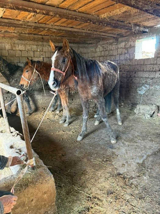 Екі жасар қашар байтал