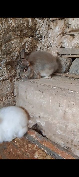 Парода. Ангорка.