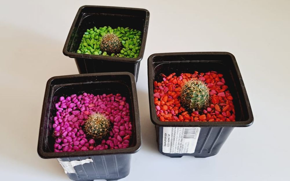 Суккуленты  Суккуленты