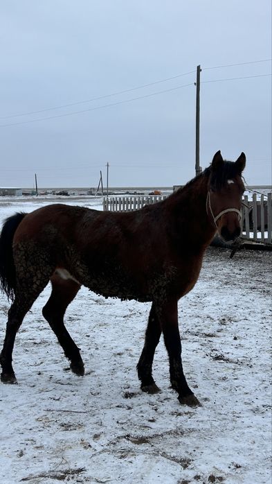 Кунан сатылады.!