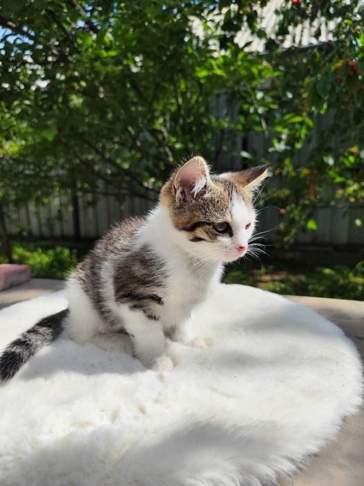 Отдам кошечку, девочка