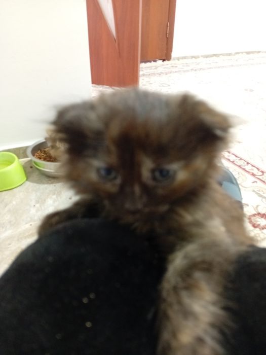 Продам вислоухих шотландских котят.