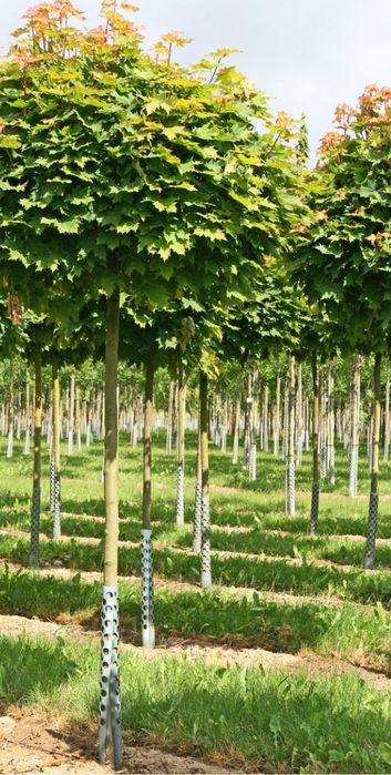 Acer Globular Galben la ghiveci