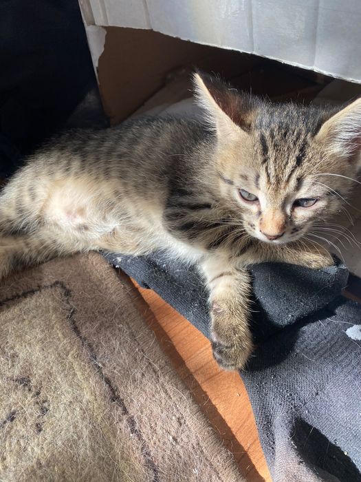 Котята в добрые руки