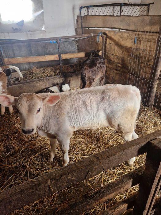 Vitei de lapte  de vanzare