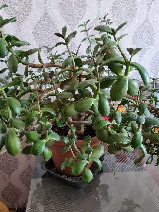 Денежное дерево, толстянка, крассула