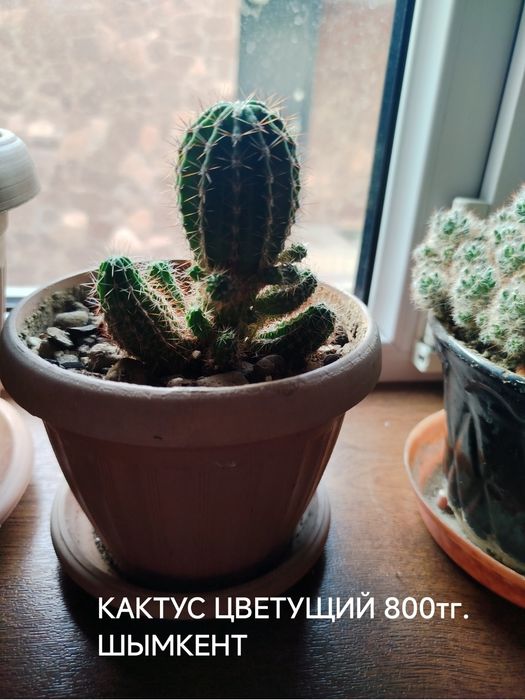 ЭХИНОПСИС Цветущий Кактусктустус