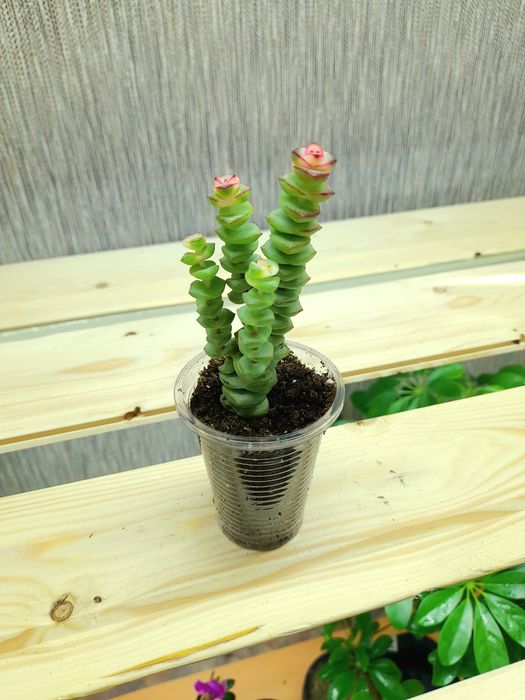 Продам Крассула Перфората