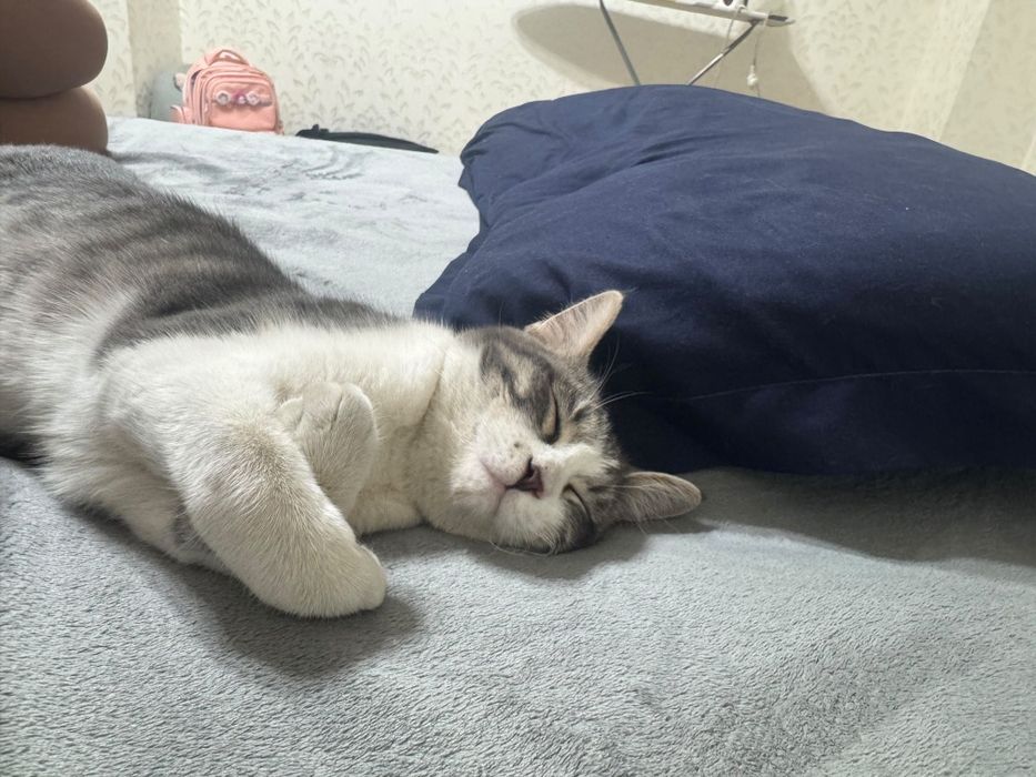 Отдам кошку в добрые руки