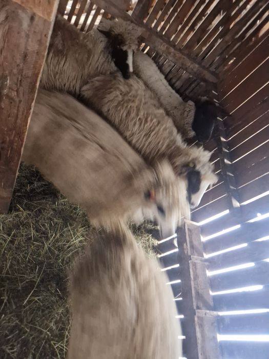 Vand oi la a doua fatare