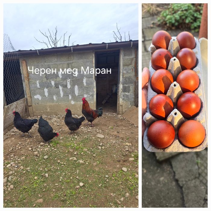 Оплодени яйца Брезе, Австралорп, Черен мед Маран  и  Крем Легбар