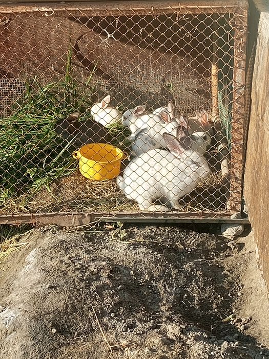 Quyon bolalari sutdan tuygan 7 ta dona bor