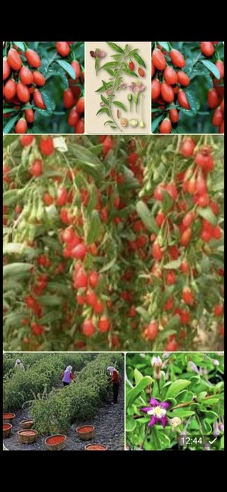 Саженци Годжи, очень богат вытаминами и минералами, полезно для здоров