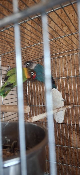 4 perechi de agapornis
