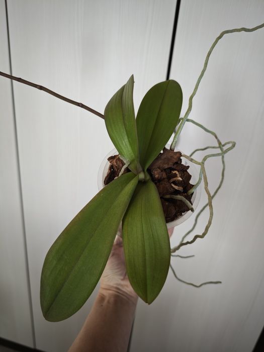 Продам сортовую орхидею. Сорт Black Lace.