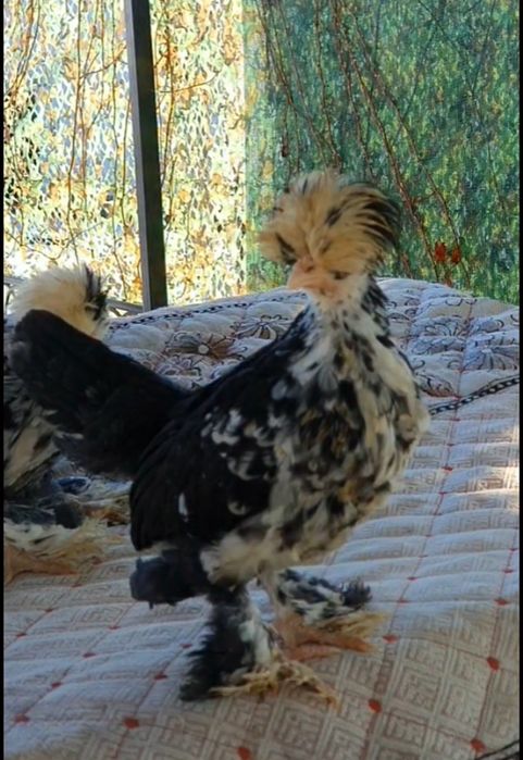 Султанка балапандары