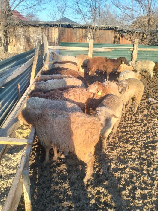 Тоқтылар сатылады