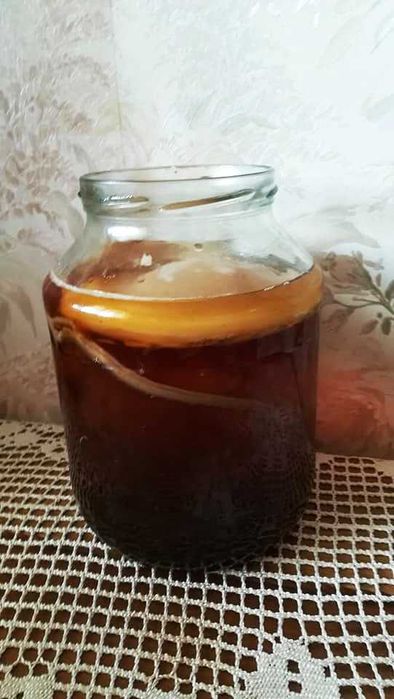 ciuperca Kombucha