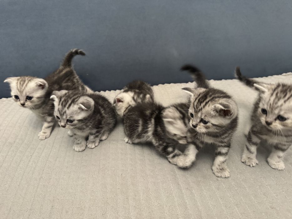 Шотландские котята