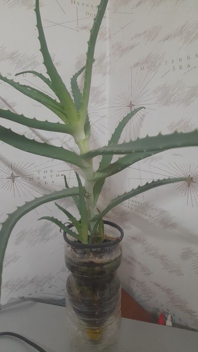 Продам алое- столетник с отростком ! Возраст 3 года .Цена 2000 тенге
