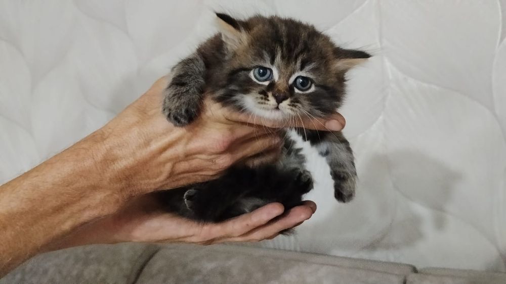 Отдам котят в добрые руки