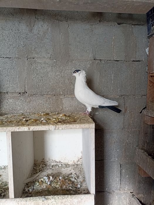 Московский монах