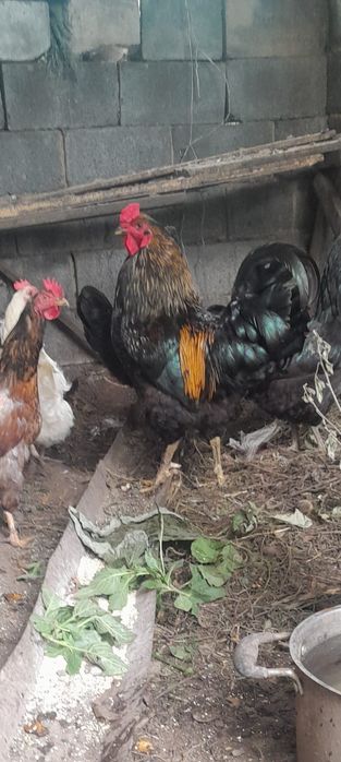 Продам петуха домашний