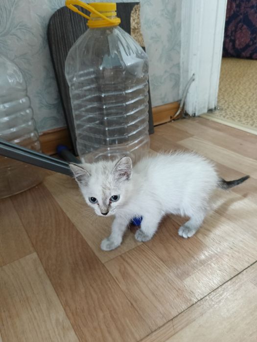 Отдам котенка девочку