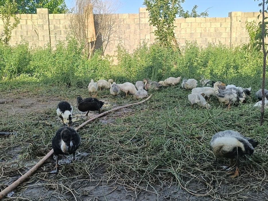 Үйрек балапаны, өскен үйрек болды