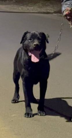 Лабрадор ретривер