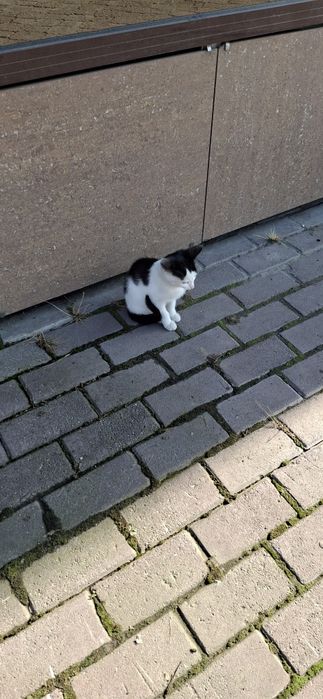 Отдам котёнка, в добрые руки