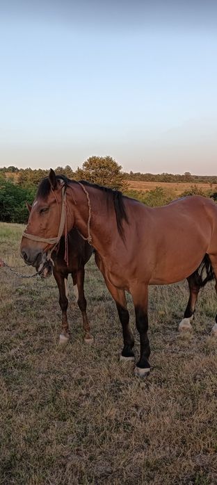 Cai de vînzare in comuna Forotic