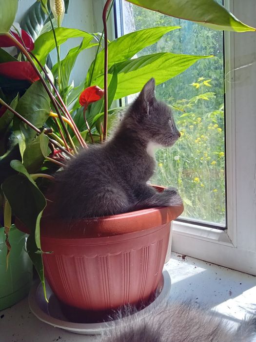Отдам котёнка в добрые руки