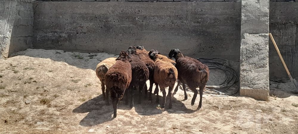 Qõchqorlar sotiladi