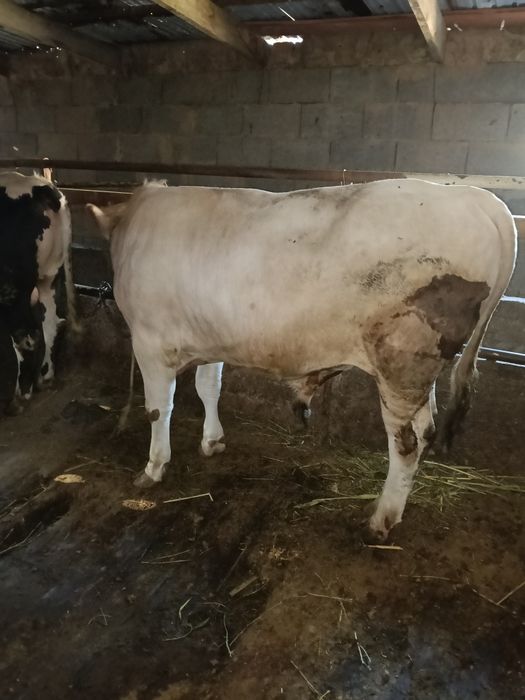 Бұқа сатылады 7 ай байланған