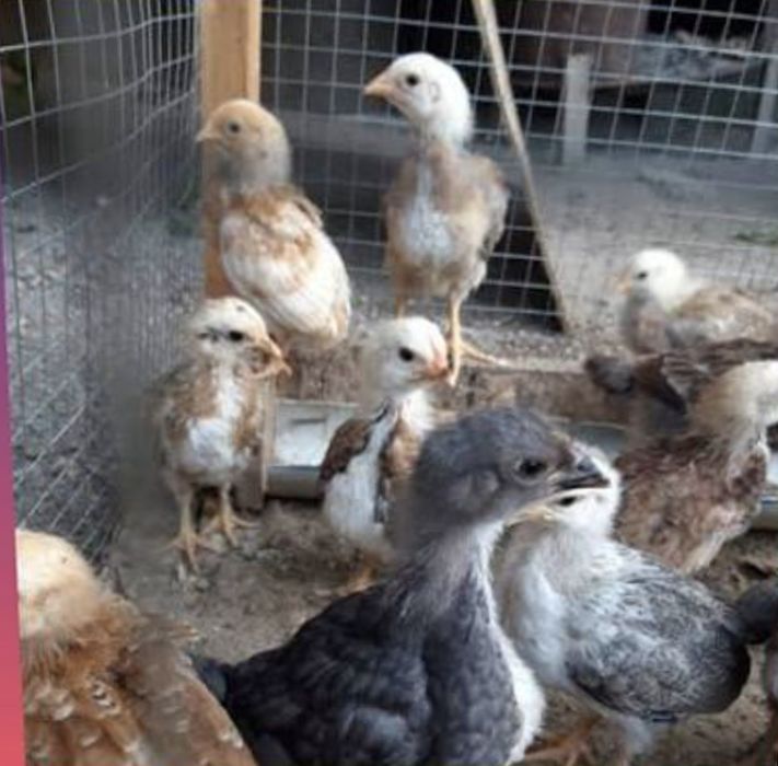 Балапандар 25 кундык әртүрлі порода бар