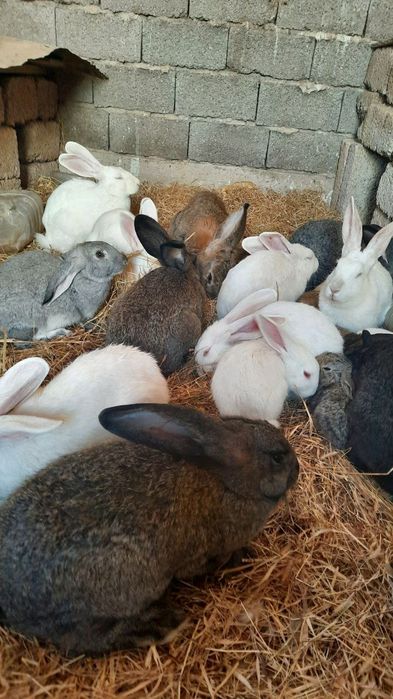 Куён купайтириб даромад килинг. Уйингизда пархез гушт бу Куён булсин.