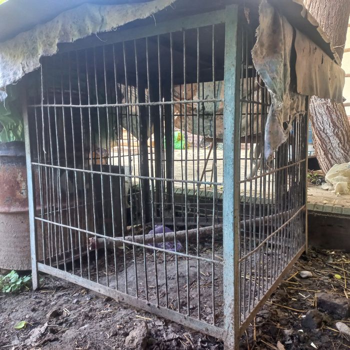 Qafas xamma narsasi joyda