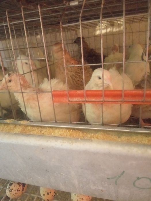 Prepelițe mature ouătoare