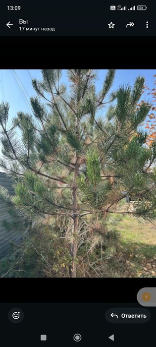 Продается сосны и елки