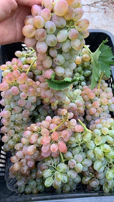 Butasi de vită de vie de anul 2 și de anul 3