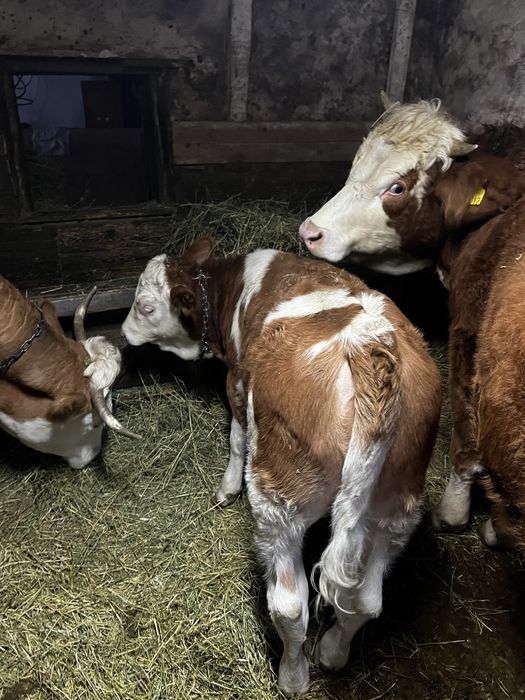 Vitea de 3 luni jumtate